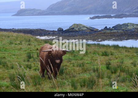 Vache Highland Banque D'Images