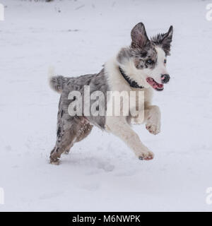 border collie Banque D'Images