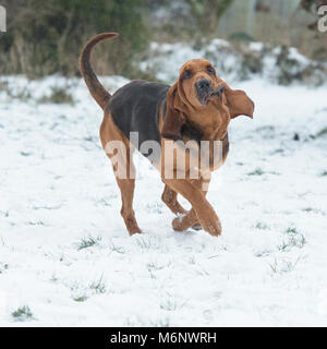 Dans la neige bloodhound Banque D'Images