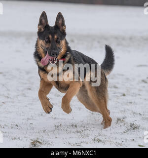 Berger allemand dans la neige Banque D'Images