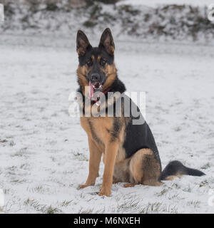 Berger allemand dans la neige Banque D'Images