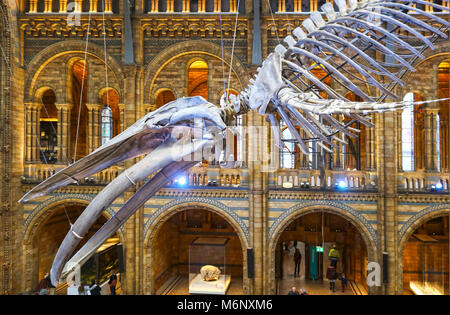 Squelette de rorqual bleu accroché dans la galerie principale du Musée d'Histoire Naturelle de Londres UK - 1-11-2018 HDR toning Banque D'Images