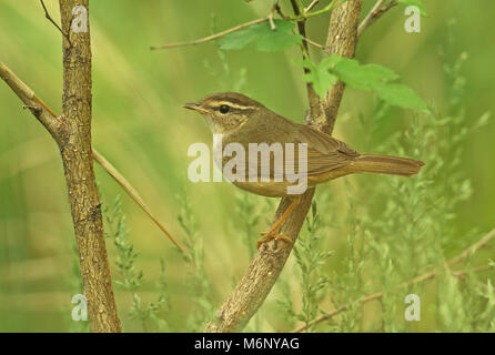 La Paruline de Radde (Phylloscopus schwarzi) adulte perché sur Branch, la Chine peut Hebei Banque D'Images