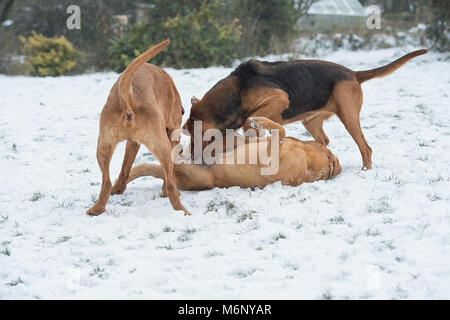 3 chiens bloodhound jouent dans la neige Banque D'Images