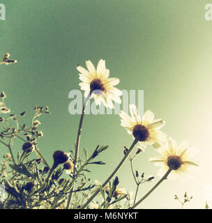 Low angle view of argyranthème (Marguerite Daisy) dans wildflower meadow Banque D'Images