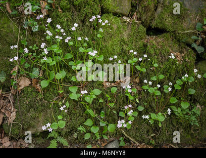 Le Montia sibirica pourpier rose avec des fleurs rose pâle croissant dans des bois humides à gorge de Lydford dans le Nord du Devon UK Banque D'Images