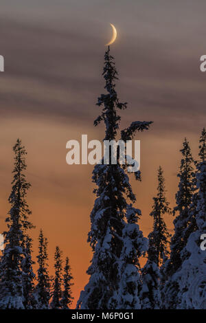 Croissant de lune plus de forêt en hiver avec snowy trees at sunset, Gällivare, en Laponie suédoise Banque D'Images