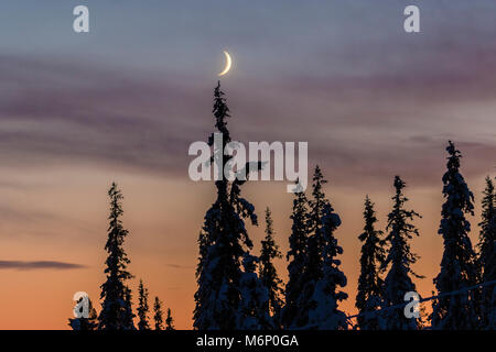 Croissant de lune plus de forêt en hiver avec snowy trees at sunset, Gällivare, en Laponie suédoise Banque D'Images