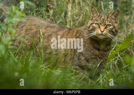 Scottish Wildcat Banque D'Images