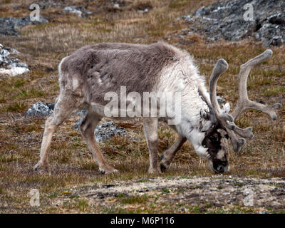 Renne indigènes sauvages sur le plateau d'Alkhornet, Svalbard, Spitzberg dans le cercle arctique, une partie de la Norvège. Recouverte de glaciers et de fjords. Banque D'Images