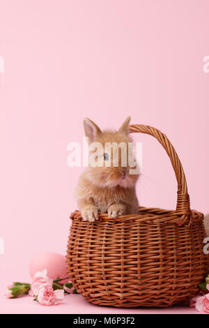 Gingembre mignon lapin dans panier décoré de fleurs de printemps et les oeufs de Pâques sur fond rose Banque D'Images