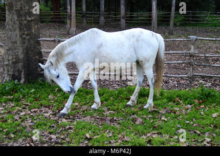 Belle, White Horse Banque D'Images