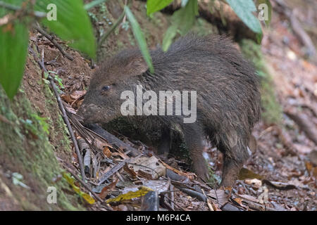 Pécari à collier dans la forêt tropicale à la Station biologique de La Selva au Costa Rica Banque D'Images