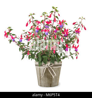 Fuchsia plante en vase isolé sur fond blanc Banque D'Images