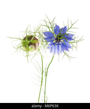 Fleur nigelle isolé sur fond blanc Banque D'Images