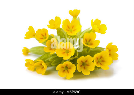 Fleurs de primevère isolé sur fond blanc. Primula veris. Banque D'Images