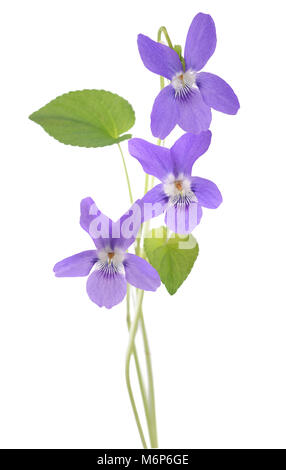 Violette odorante viola, isolé sur fond blanc Banque D'Images