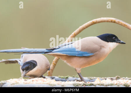 Azure-winged Magpie ou Cyanopica cyanus avec copie espace pour le texte Banque D'Images