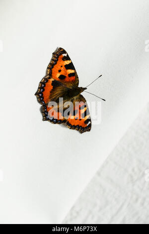 Un papillon écaille (Aglais urticae) sur un mur intérieur d'une maison Banque D'Images