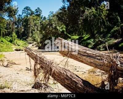 Dead Tree dans un ruisseau après l'inondation qui s'est produite en septembre 2017 Banque D'Images