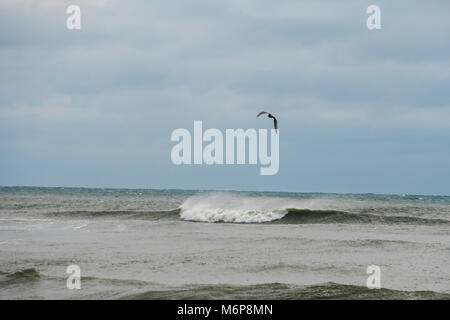 Mouette oiseau volant dans le vent sur la plage sur l'océan les vagues pendant un jour de vent. Riptide casser vers le rivage crash Banque D'Images