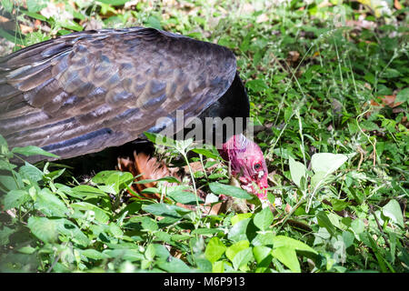 Close up d'un urubu se nourrissant d'une carcasse dans la forêt tropicale du Costa Rica Banque D'Images