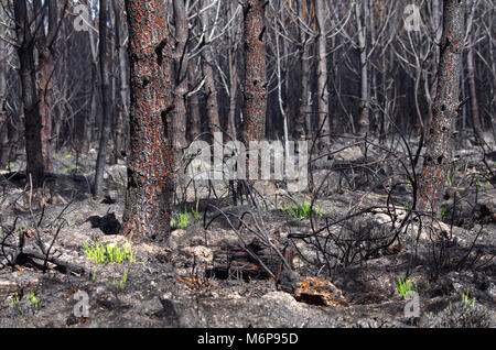 Feu de forêt. Seulement 6 jours après un incendie de forêt, l'herbe commence à se développer Banque D'Images