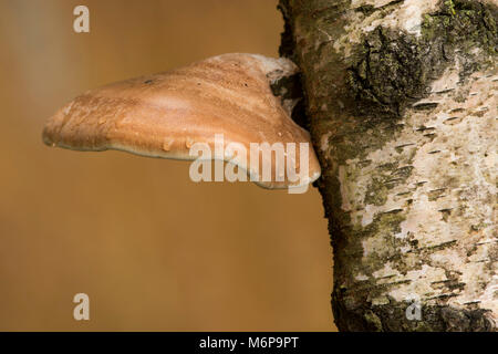 Polypore du bouleau (Fomitopsis betulina) champignon poussant sur le tronc d'un bouleau. Tipperary, Irlande Banque D'Images