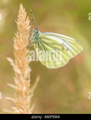 Papillon blanc veiné vert (Pieris napi) perché sur la tige d'herbe. Tipperary, Irlande Banque D'Images