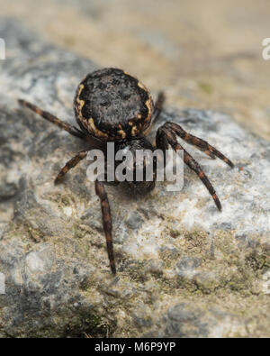 Noyer d'Orb Weaver spider (Nuctenea umbratica) reposant sur une pierre. Tipperary, Irlande Banque D'Images