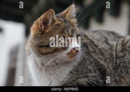 Libre jolie chat gris à dos de lassitude Banque D'Images