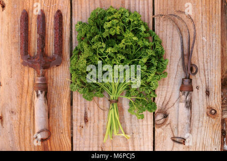 Bouquet de persil entre outils de jardin sur une table de planches de bois vieux Banque D'Images