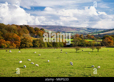 Farndale en automne North York Moors North Yorkshire Banque D'Images