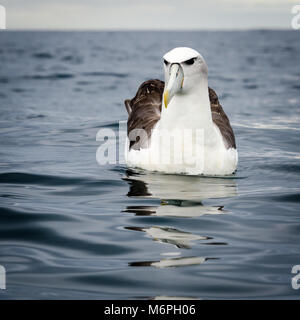Albatros à cape blanche (Thalassarche steadi), natation dans le port de Dunedin, île du Sud, Nouvelle-Zélande Banque D'Images