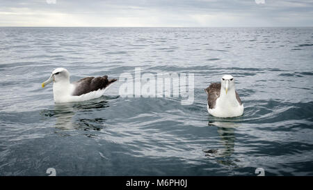Albatros à cape blanche (Thalassarche steadi), natation dans le port de Dunedin, île du Sud, Nouvelle-Zélande Banque D'Images