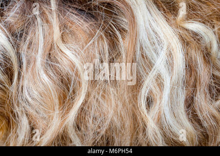 Cut-out des cheveux bouclés blonds isolé comme texture background composition. Banque D'Images