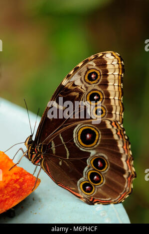 Morpho peleides papillons vivent dans les forêts tropicales humides de l'Amérique du Sud, et peut être trouvé au Mexique et en Amérique centrale. Ils boivent le rotti jus de Banque D'Images