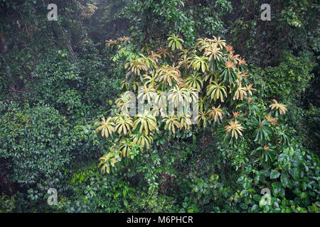 Arbre de Barringtonia dans la végétation tropicale des basses terres non perturbée, Sabah, Bornéo Banque D'Images