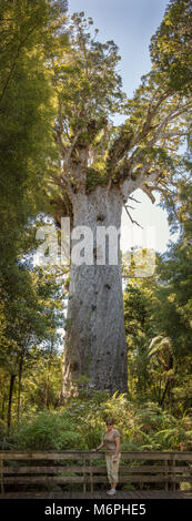 Tane Mahuta, Arbre kauri (Agathis australis), Waipoua Forest, Nouvelle-Zélande Banque D'Images