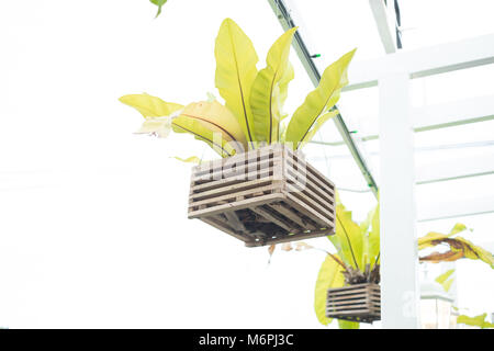 Hanging Bird's Nest fern avec vase en bois isoler et clipping path Banque D'Images