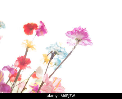 Fleurs colorées focus sélectif. Isolé sur fond blanc Banque D'Images