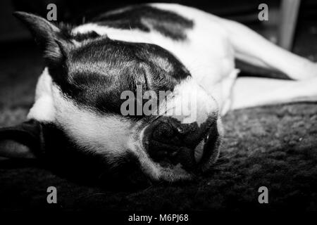 Boston Terrier chiot dormir allongé sur le côté dans un sommeil paisible Banque D'Images