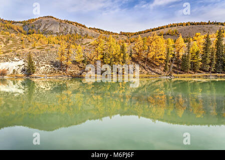 Mélèze doré et vert sapin sur la pente de la montagne se reflètent dans l'eau de la rivière en automne Banque D'Images