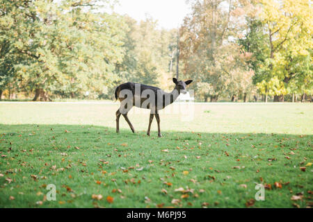 Un cerf solitaire est à la recherche de nourriture. Animal dans un habitat naturel. Banque D'Images
