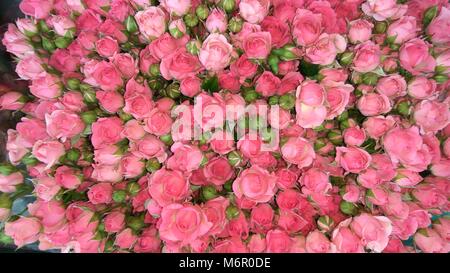 Beaucoup de petits boutons de roses rose belle close up. Banque D'Images