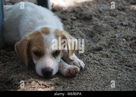 Petit chiot couché au soleil sur le plancher Banque D'Images