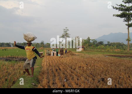 Agriculteur indonésien sac de transport sur la tête en champ de riz dans l'Est de Java en Indonésie Banque D'Images