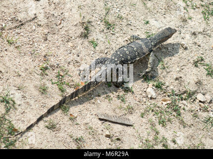 Voir ci-dessus de varan de Banque D'Images