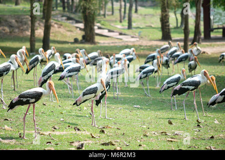 Peint dans le parc des cigognes Banque D'Images