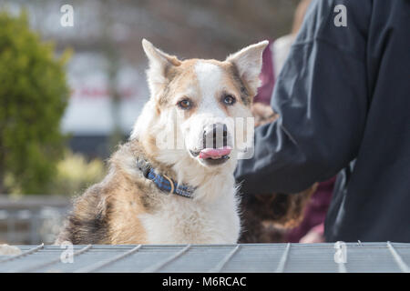 Border Collie et berger allemand chien de race croisée Banque D'Images